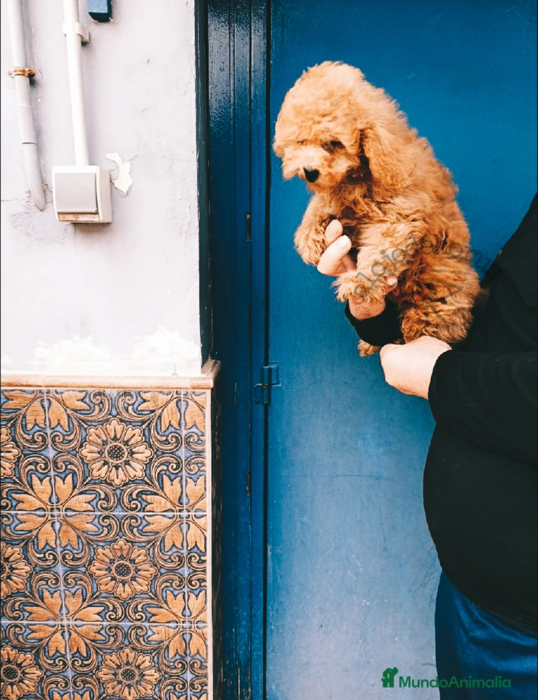 Caniche Toy perros en venta: Macho 4 meses apricot  en Valencia - Anuncio 2