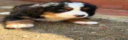 Boyero de Berna perros en venta: Boyero de Berna  - Anuncio 5