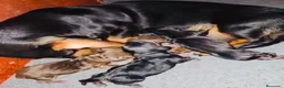 Teckel Miniatura perros en venta: Teckel Kaninchen. Excelente pedigree - Anuncio 2