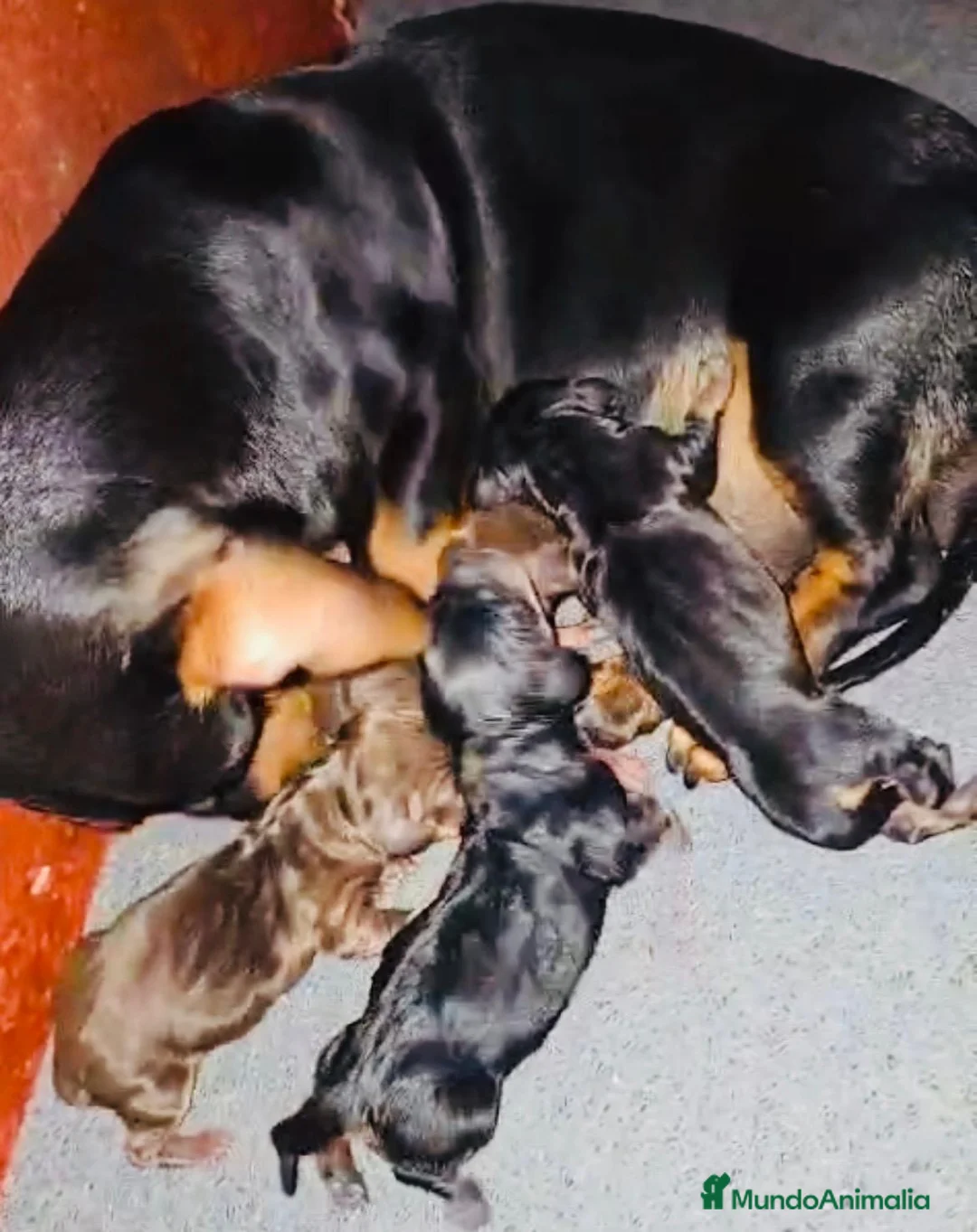 Teckel Miniatura perros en venta: Teckel Kaninchen. Excelente pedigree - Anuncio 2