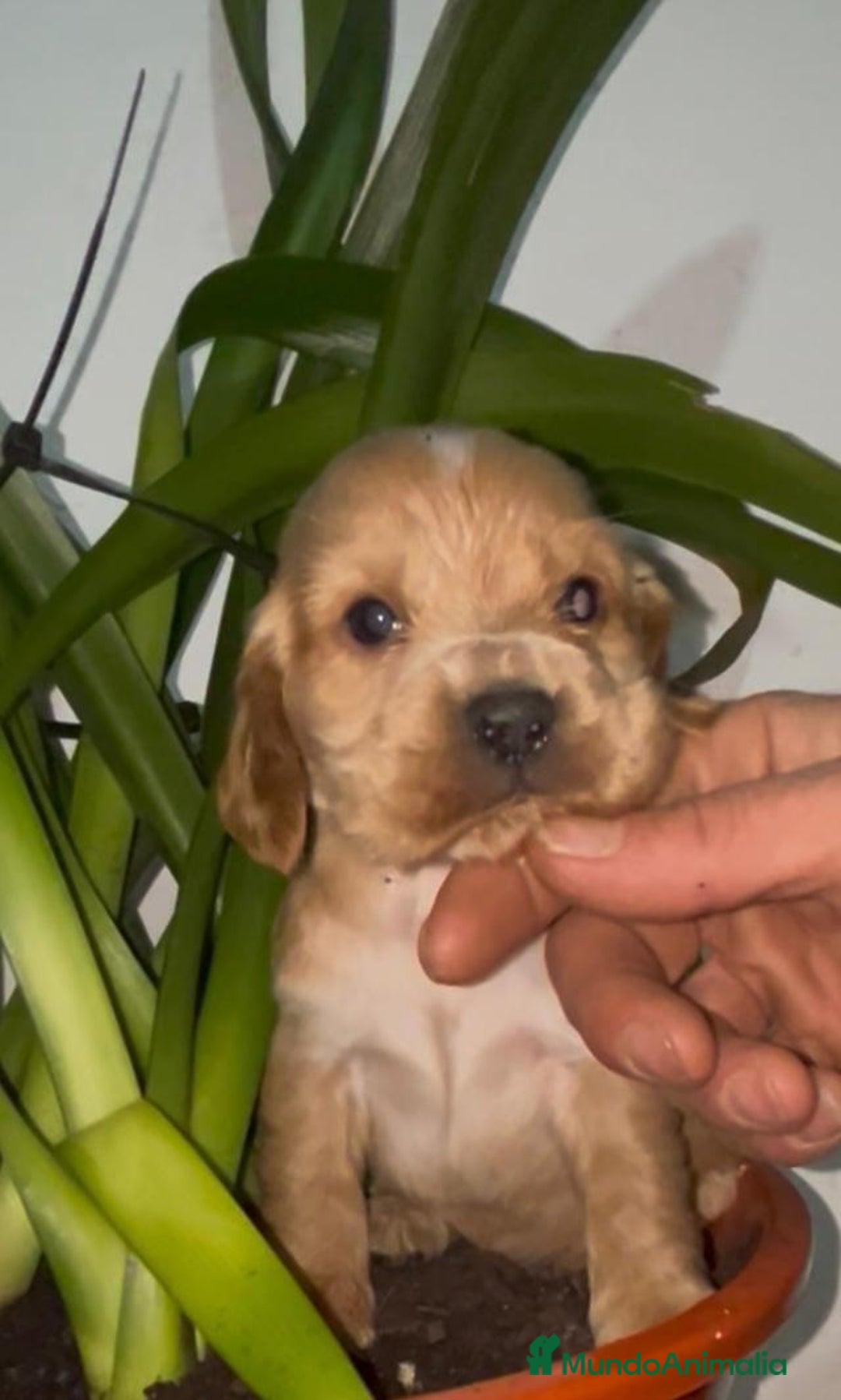 Cocker Spaniel Inglés perros en venta: Cocker Spaniel ingles  - Anuncio 4