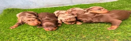 Teckel Miniatura perros en venta: TECKELS MINIATURA - Anuncio 2