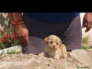 Caniche Toy perros Caniche, toy y minitoy - Anuncio 1