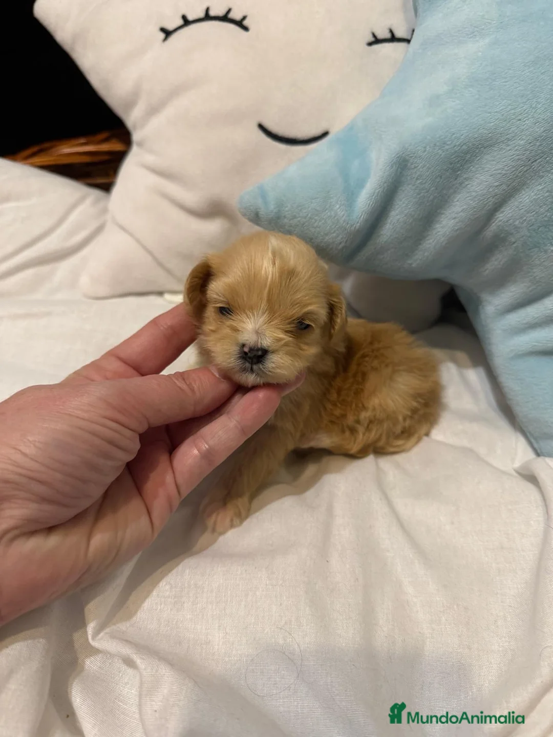 Maltipoo perros en venta: Maltipoo TOY  - Anuncio 9