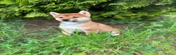 Shiba Inu perros en venta: Shiba Inu hembra disponible  - Anuncio 5