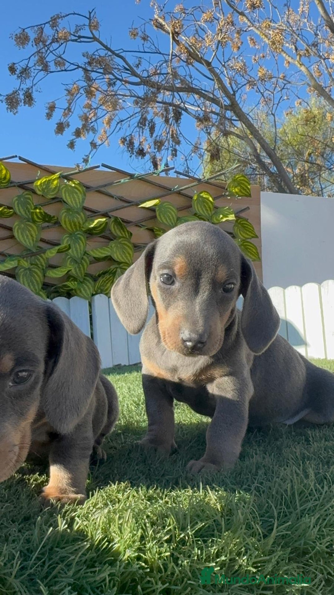 Teckel Miniatura perros en venta: TECKEL MINIATURA BLUE AND TAN - Anuncio 3