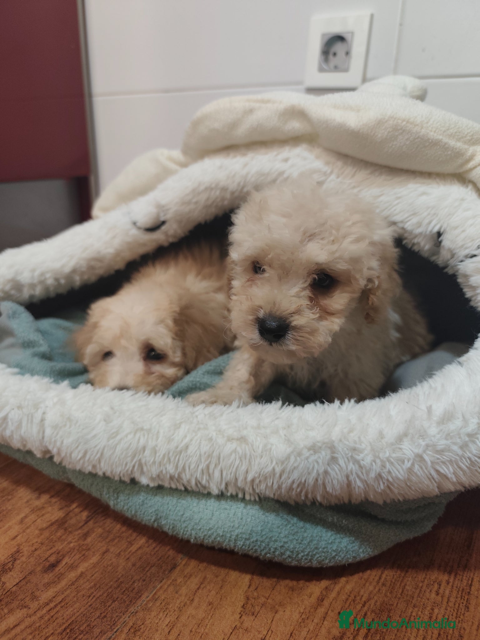 Caniche Toy perros Pareja de toy apricot 💛 - Anuncio 1