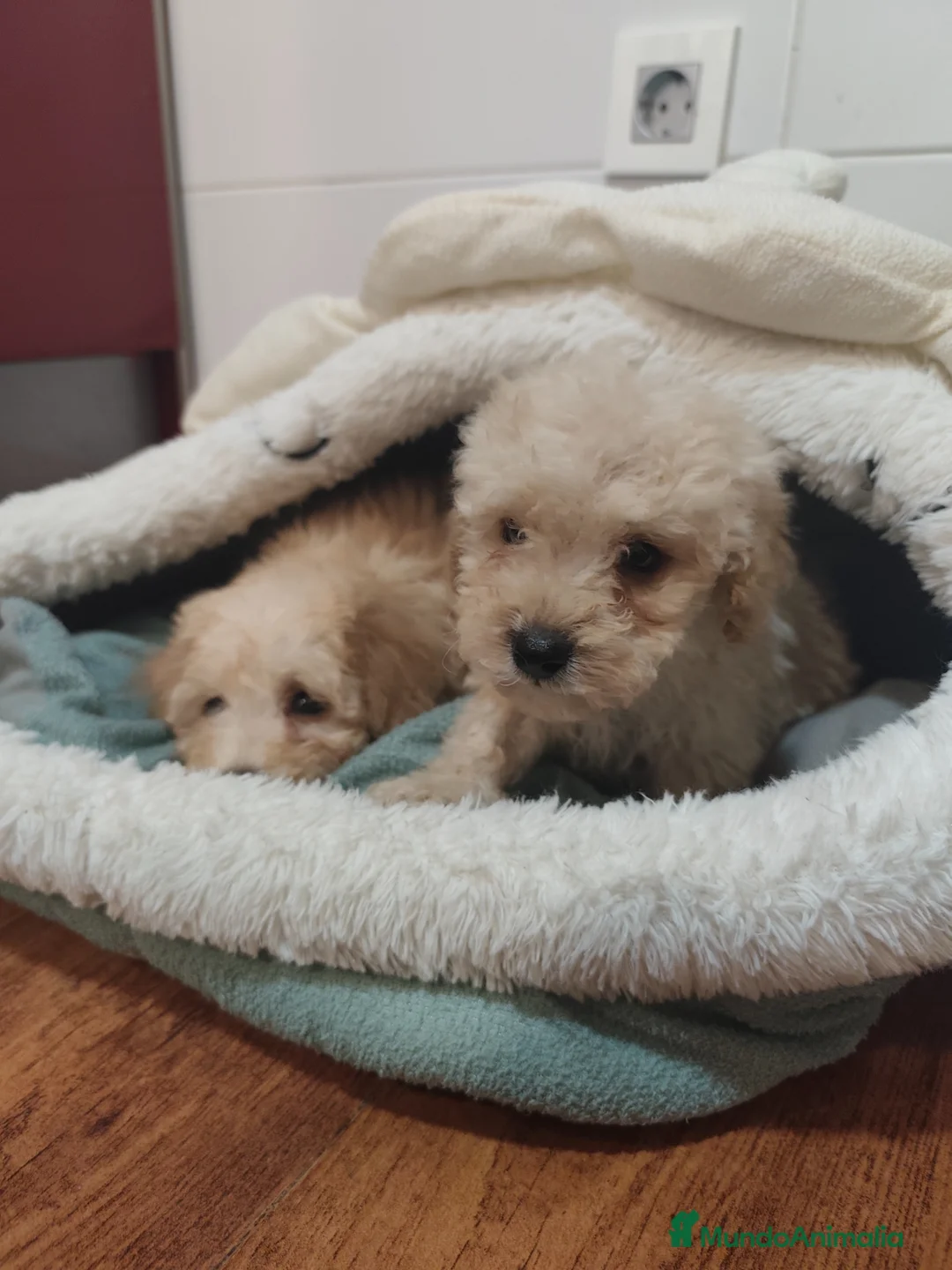 Caniche Toy perros en venta: Pareja de toy apricot 💛 - Anuncio 1