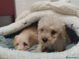 Caniche Toy perros Pareja de toy apricot 💛 - Anuncio 2