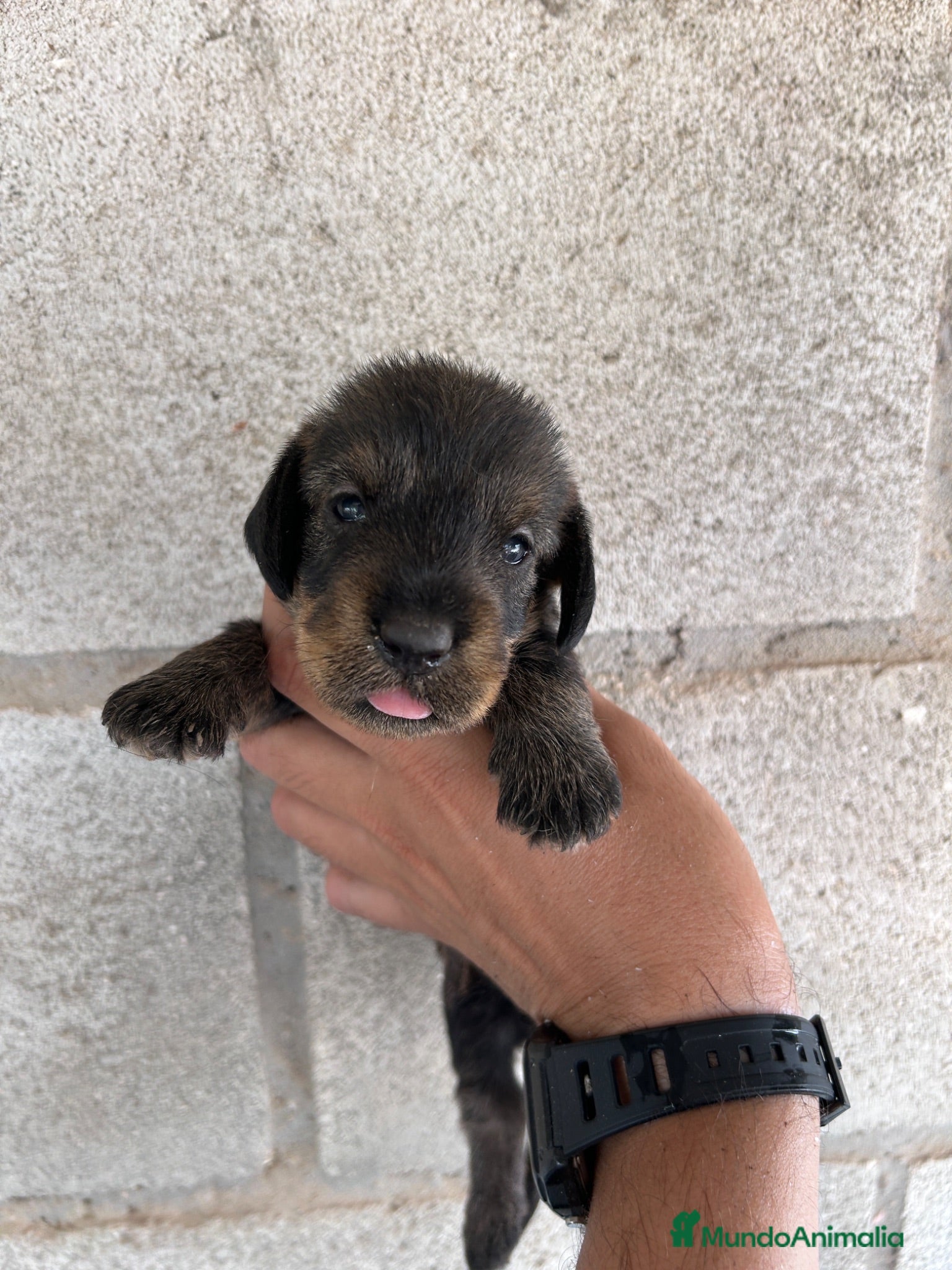 Teckel perros Cachorros Teckel Sevilla - Anuncio 1