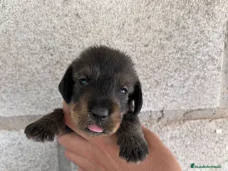 Teckel perros Teckel pelo duro Sevilla - Anuncio 2
