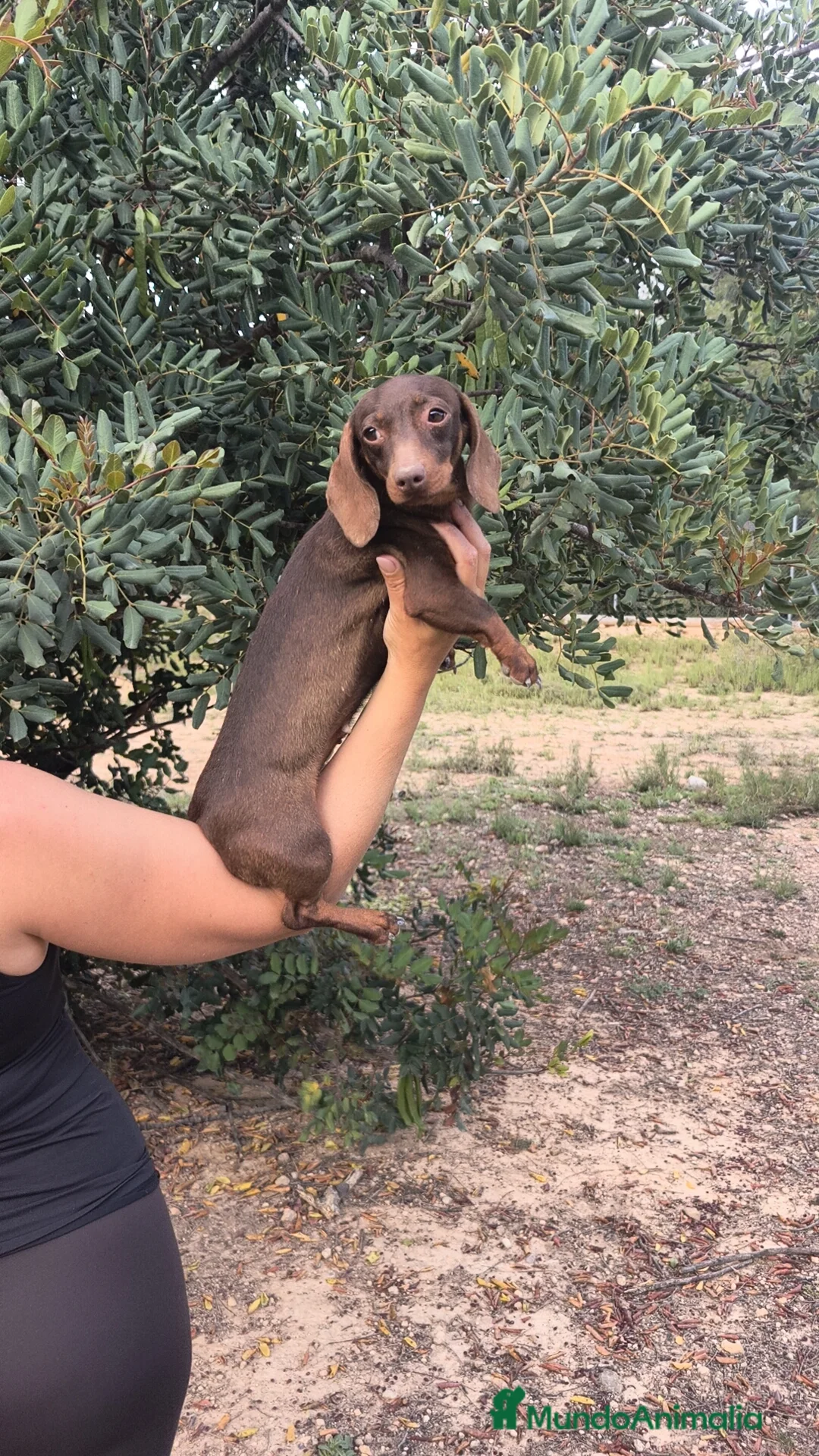 Teckel Miniatura perros en venta: Teckel hembra kanichen  - Anuncio 2