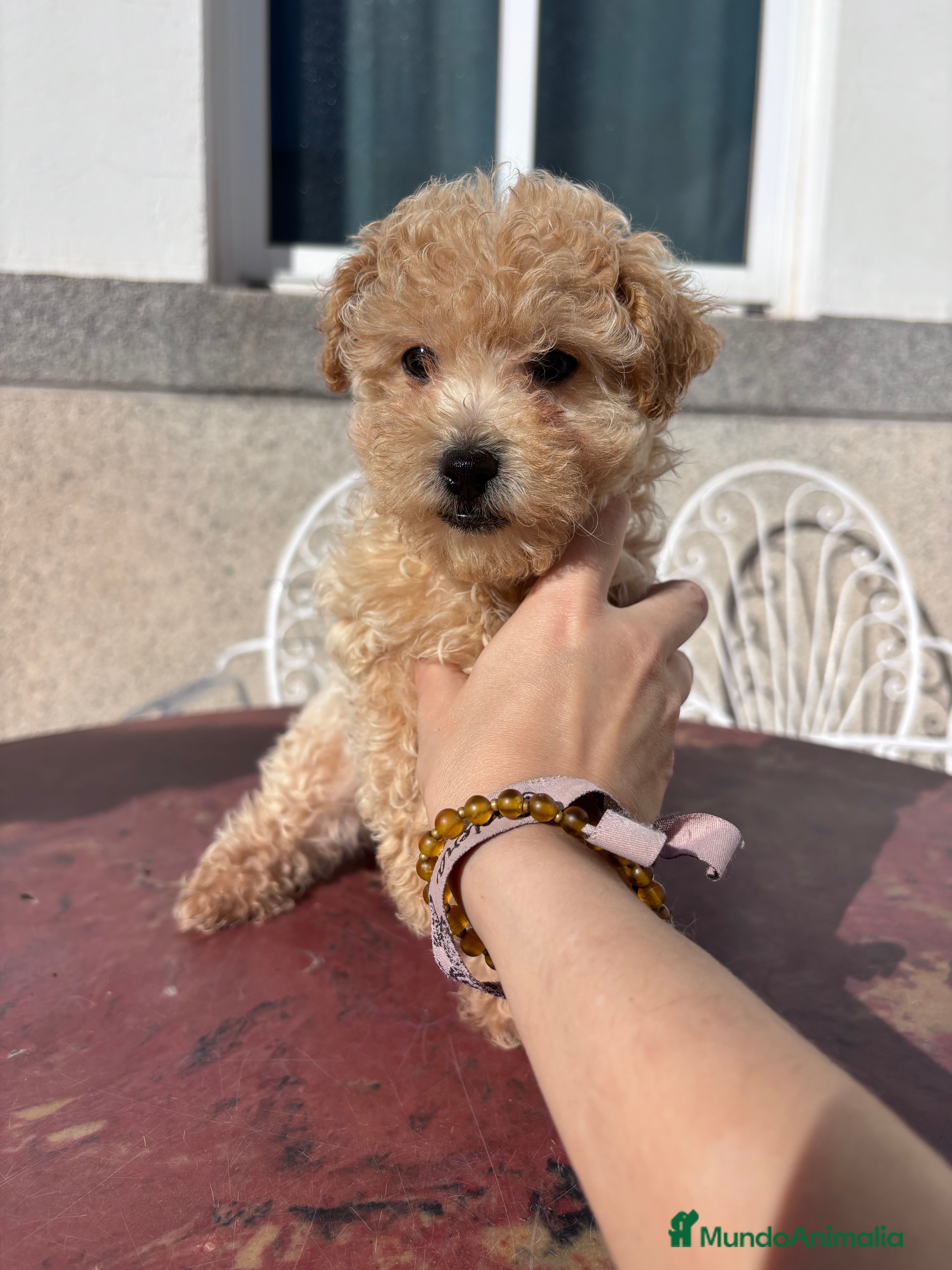 Caniche Toy perros Excelente camada de caniche toy color champang - Anuncio 2