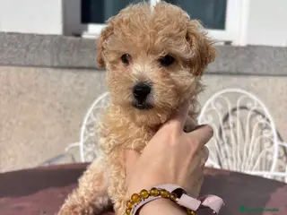 Caniche Toy perros Excelente camada de caniche toy color champang - Anuncio 2