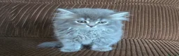 Británico de Pelo Largo gatos en venta: Gatcot.com - Anuncio 2
