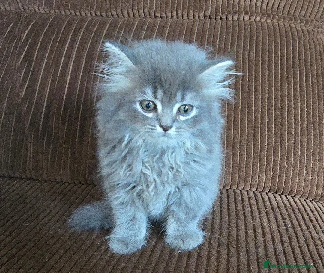 Británico de Pelo Largo gatos en venta: Gatcot.com - Anuncio 2