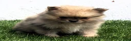 Pomerania perros en venta: Pomerania  - Anuncio 11
