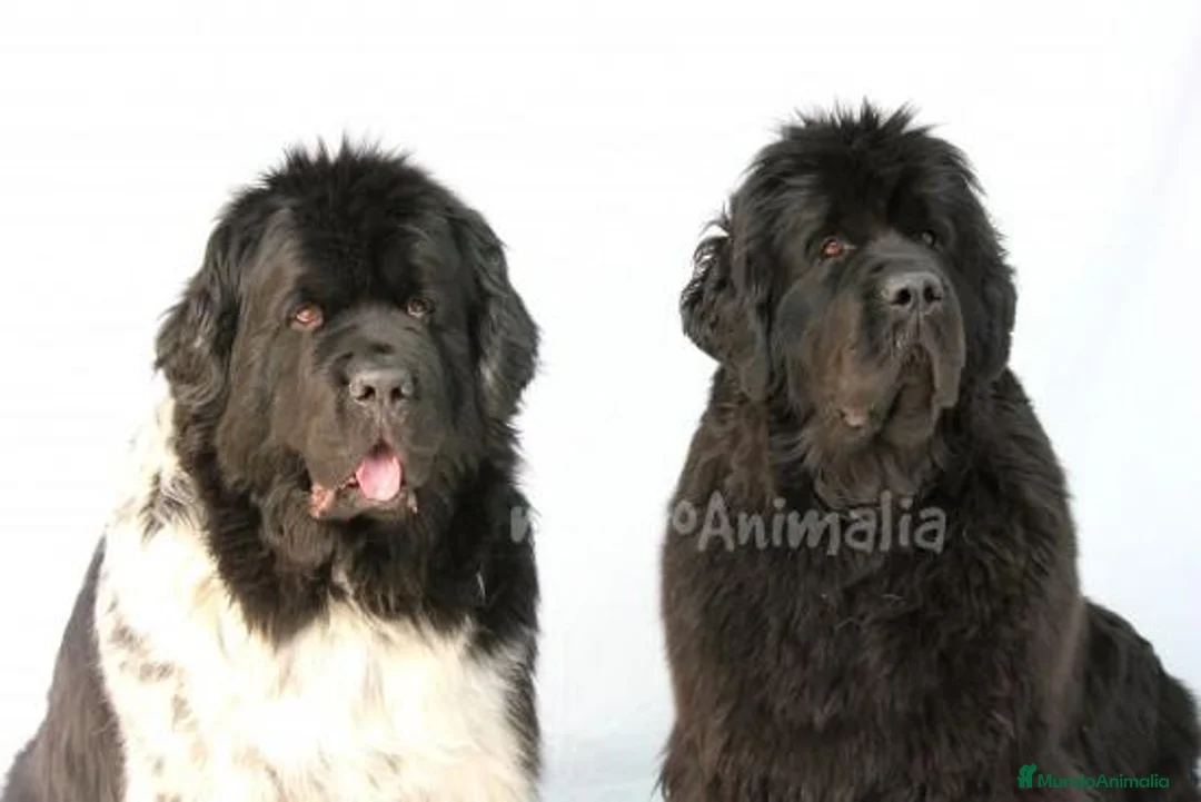 Imagen de galería {{count}}