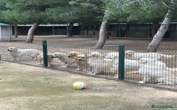 Golden Retriever perros en venta: Cachorros golden con pedigree  - Anuncio 12
