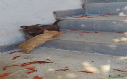 Chihuahua perros en venta: Chihuahua toy - Imagen 4