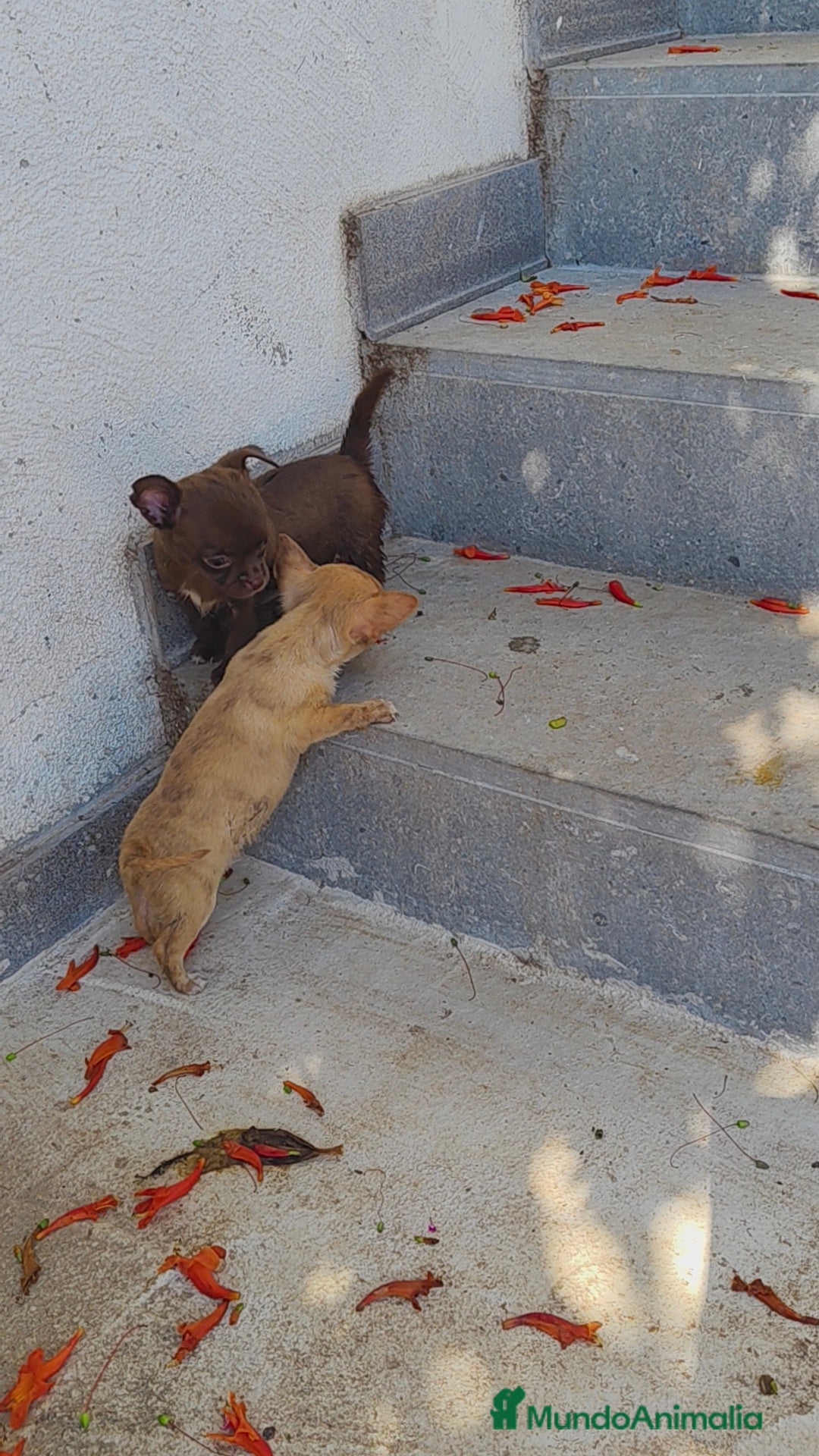 Chihuahua perros en venta: Chihuahua toy - Imagen 4