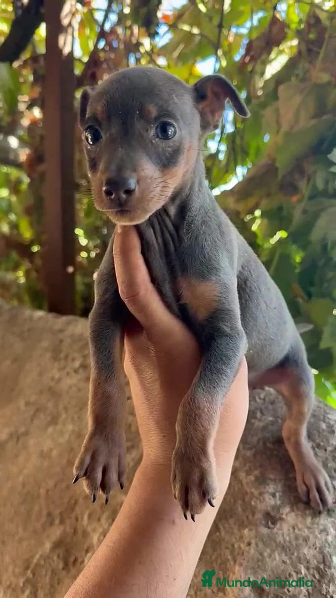 Pinscher Miniatura perros en venta: PINCHER MINIATURA - NEGRO FUEGO / BLUE en Cáceres - Anuncio 1