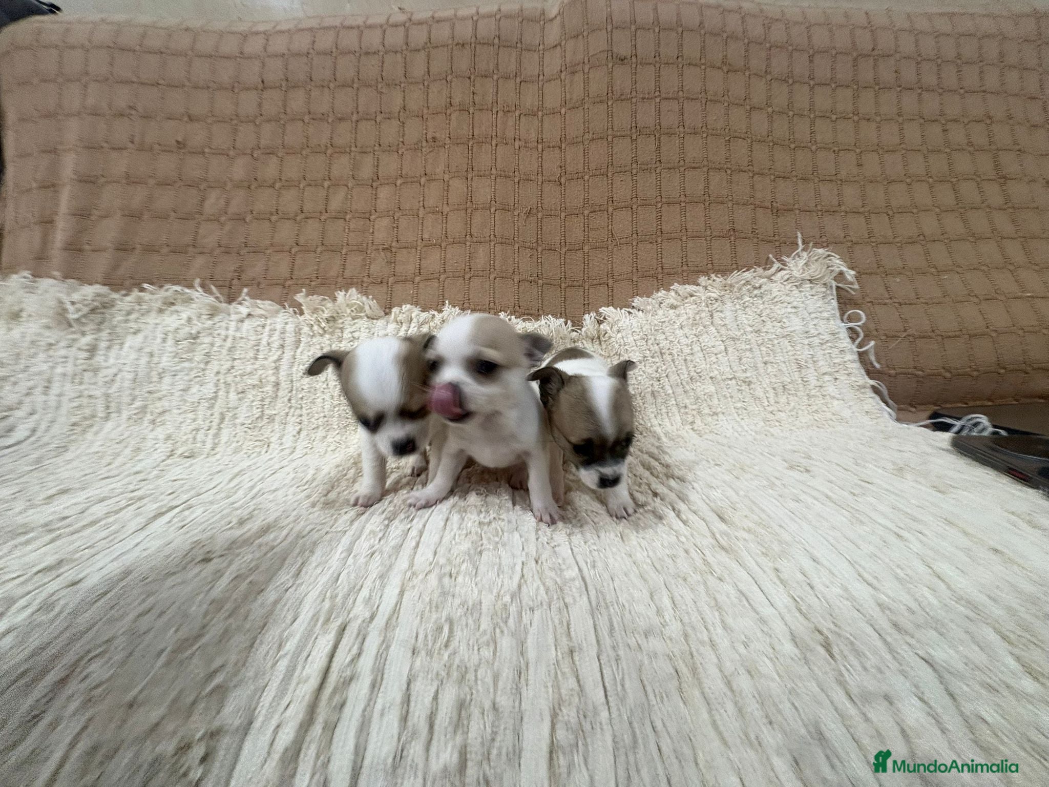 Chihuahua perros Chihuahua toy - Anuncio 8