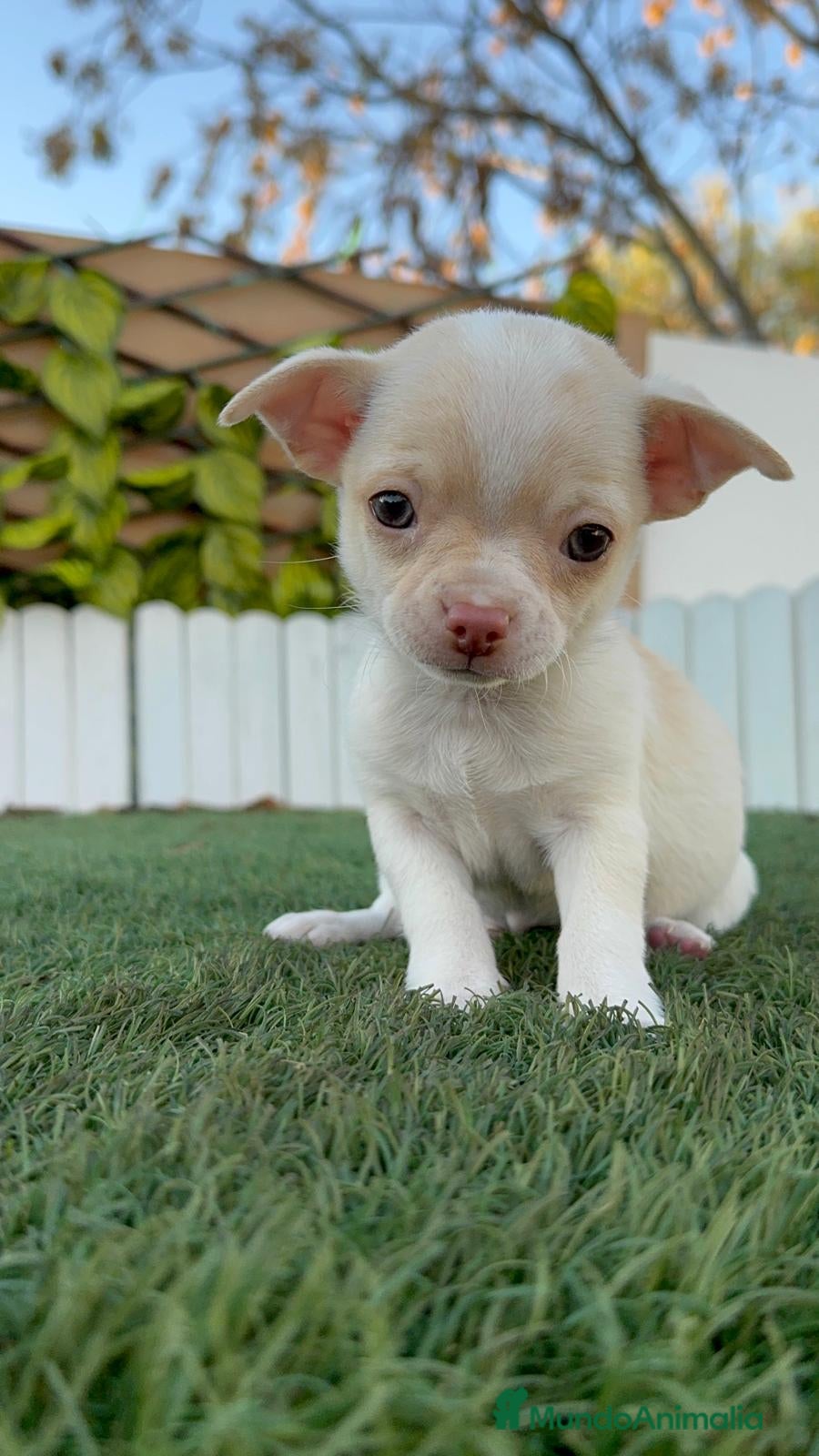 Chihuahua perros CHIHUAHUA MACHO - Anuncio 1