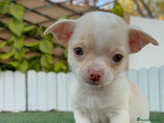 Chihuahua perros CHIHUAHUA MACHO - Anuncio 1