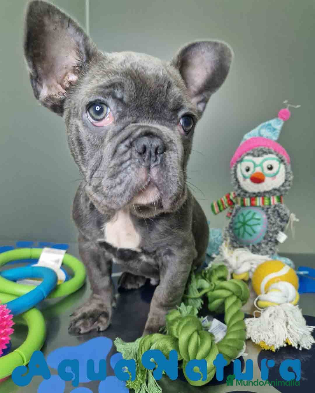 Bulldog Francés perros en venta: Bulldog Frances Macho CJMM 2663 AQUANATURA - Anuncio 4