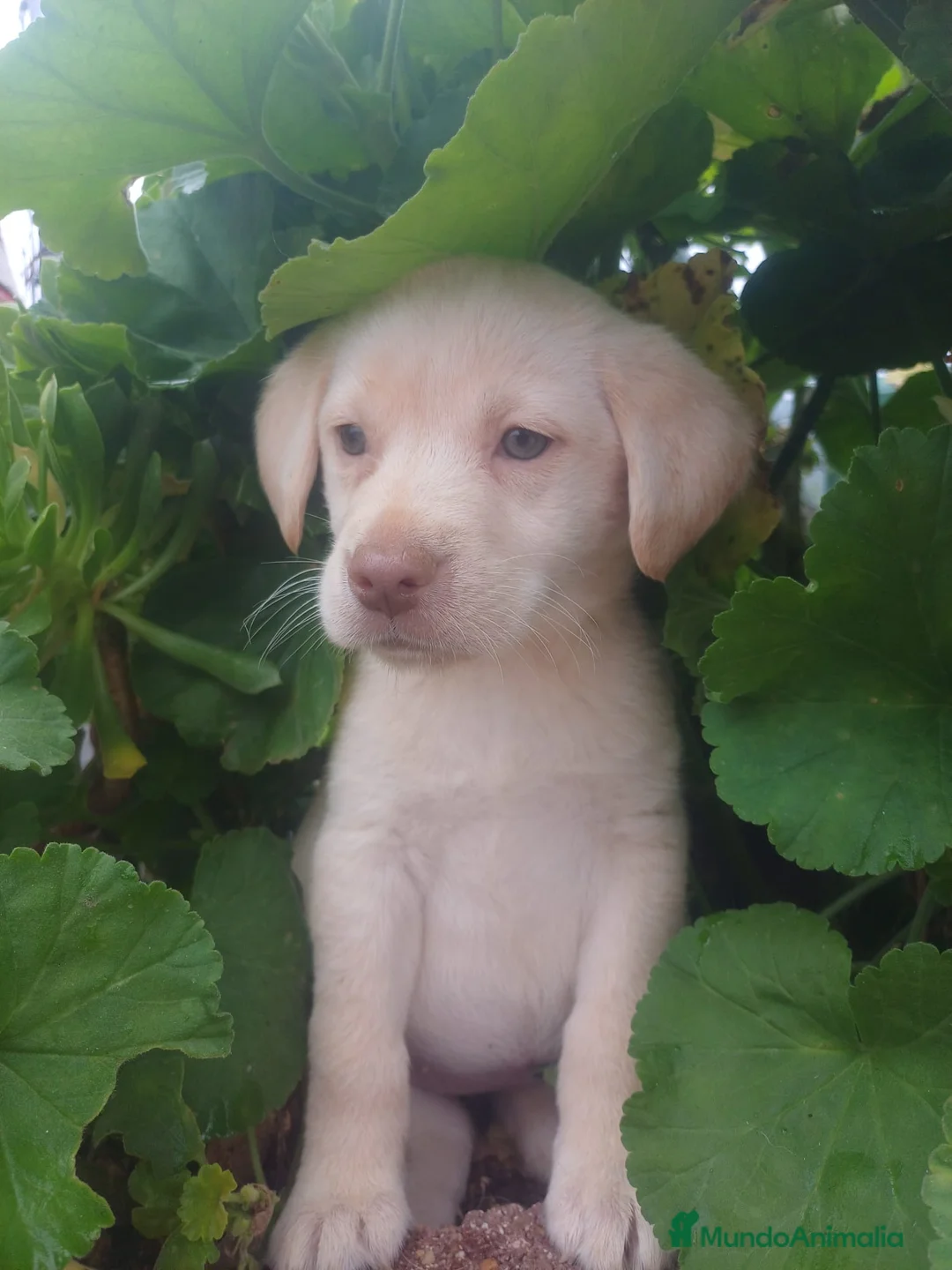 Labrador Retriever perros en venta: Última hembra disponible!! Labrador retriever  - Anuncio 3
