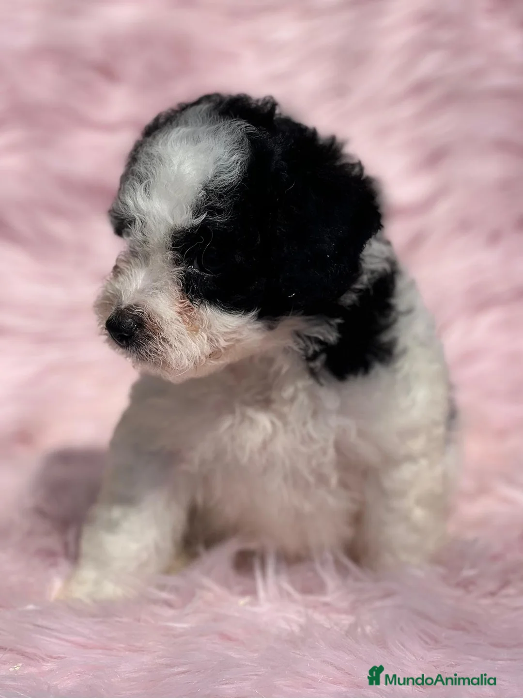 Perro de Agua Español perros en venta: PERRO DE AGUAL ARLEQUÍN DISPONIBLES en Barcelona - Anuncio 5