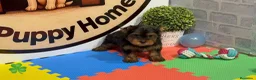 Yorkshire Terrier perros en venta: Yorkshire terrier - Anuncio 3