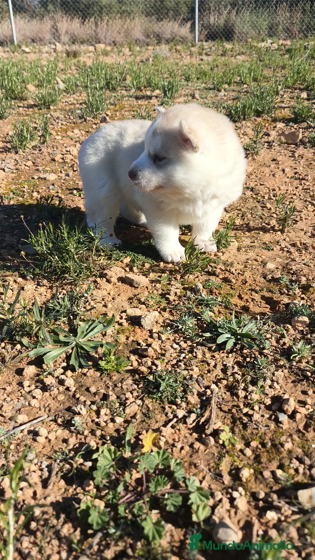 Husky Siberiano perros en venta: Husky SIBERIANO Macho y Hembra  - Anuncio 9
