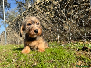 Teckel Miniatura perros Teckel miniatura pelo duro hoja seca - Anuncio 2