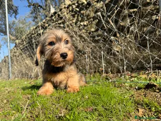 Teckel Miniatura perros Teckel miniatura pelo duro hoja seca - Anuncio 22