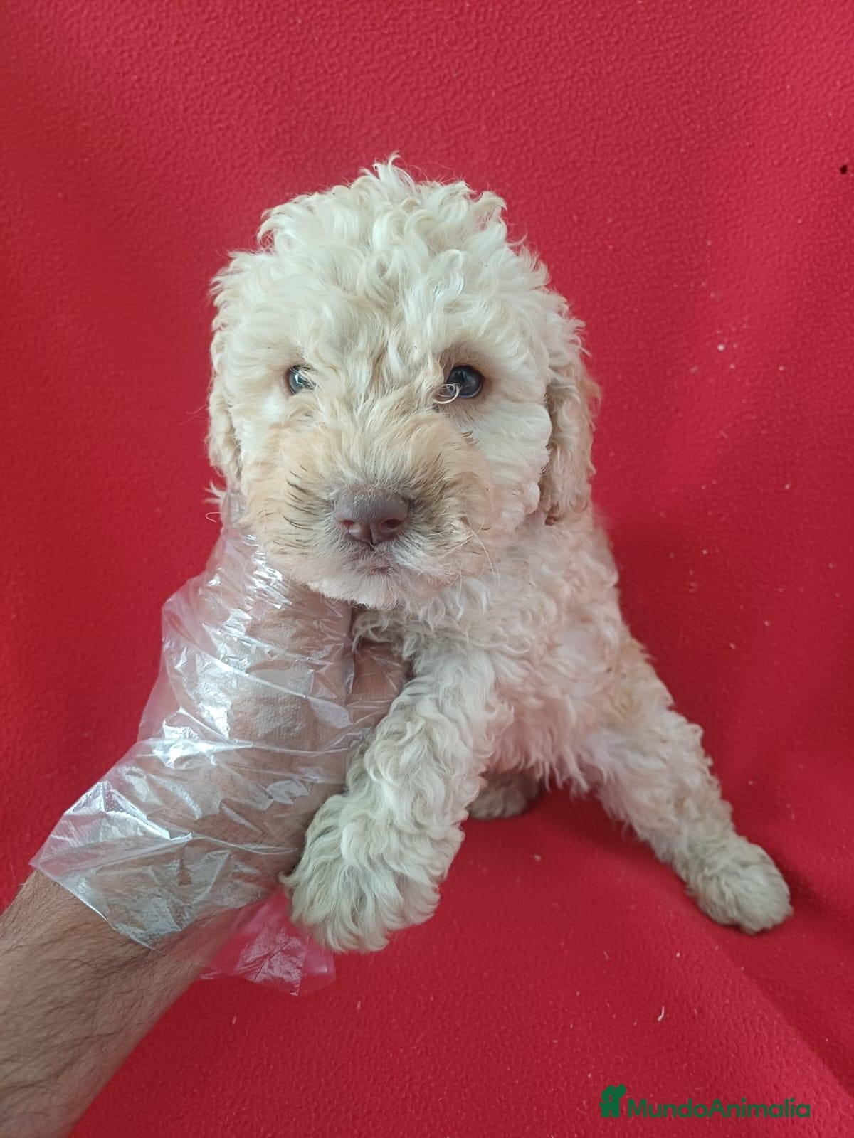 Perro de Agua Español perros Perro de Agua Español  - Anuncio 2