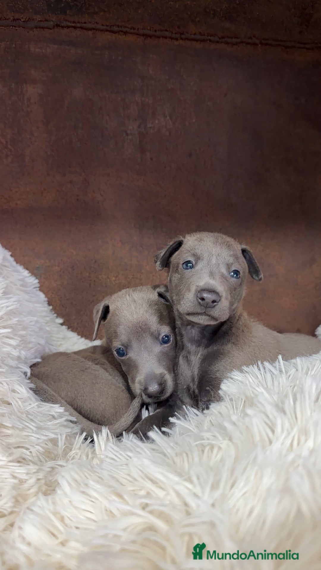 Pequeño Lebrel Italiano perros Piccolo lebrel italiano  - Anuncio 1