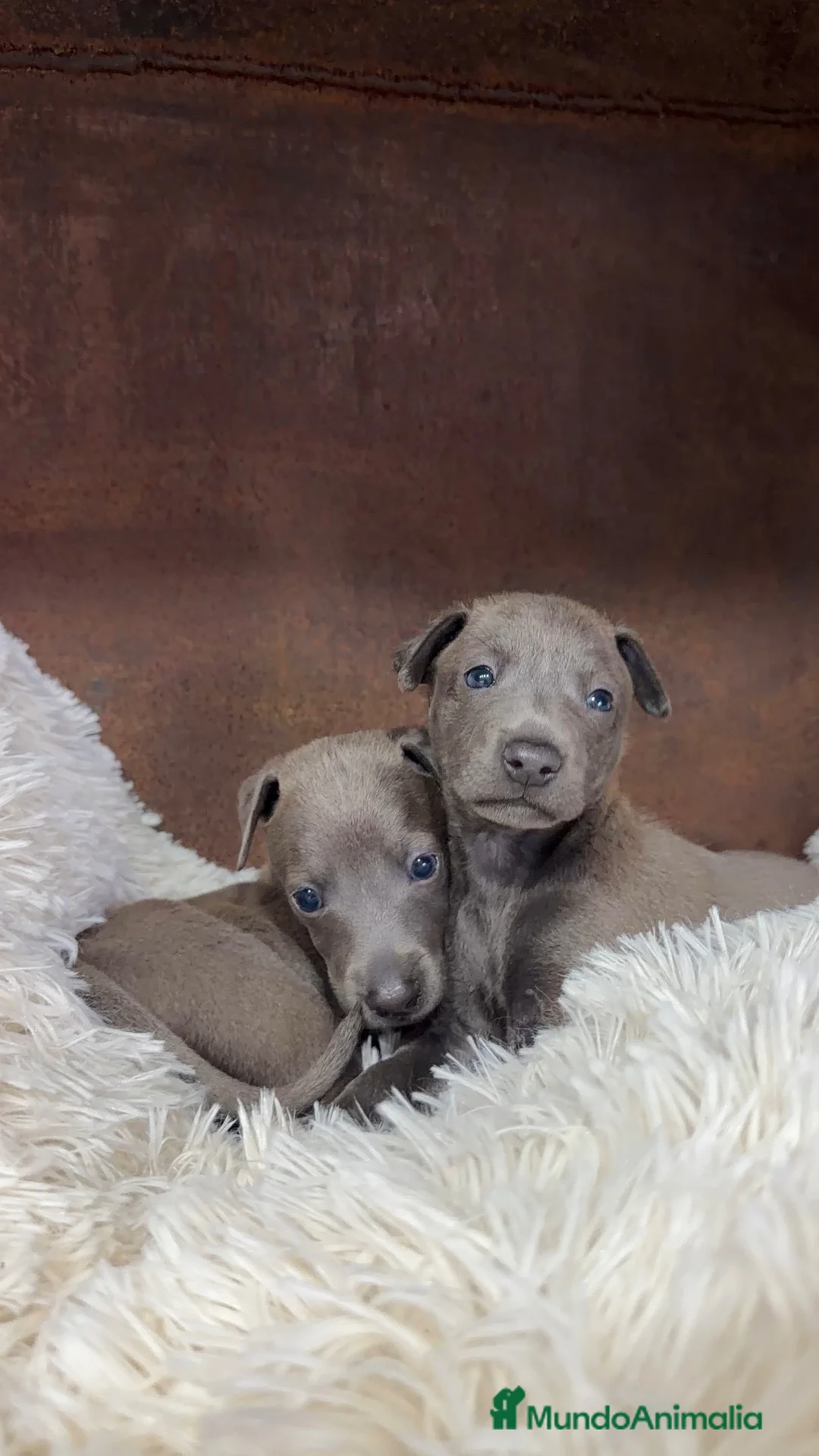Pequeño Lebrel Italiano perros en venta: Piccolo lebrel italiano  - Anuncio 1