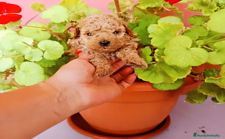 Caniche Toy perros - Propaganda 6