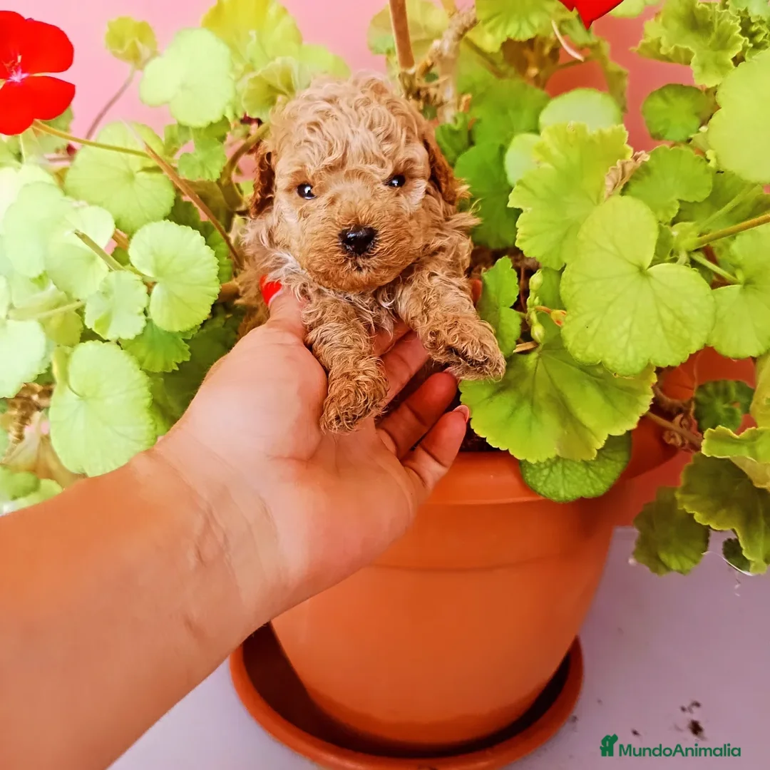 Caniche Toy perros en venta: Caniche toy - Imagen 1
