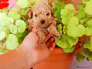 Caniche Toy perros - Anuncio 39