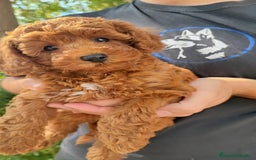 Caniche Toy perros en venta: Camada Caniche Toy, criados en ambiente familiar - Imagen 2