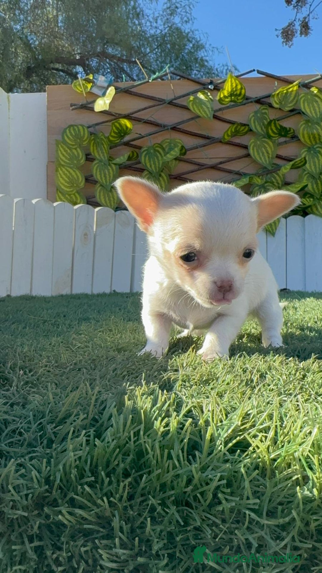 Chihuahua perros en venta: CHIHUAHUA HEMBRA - Anuncio 9