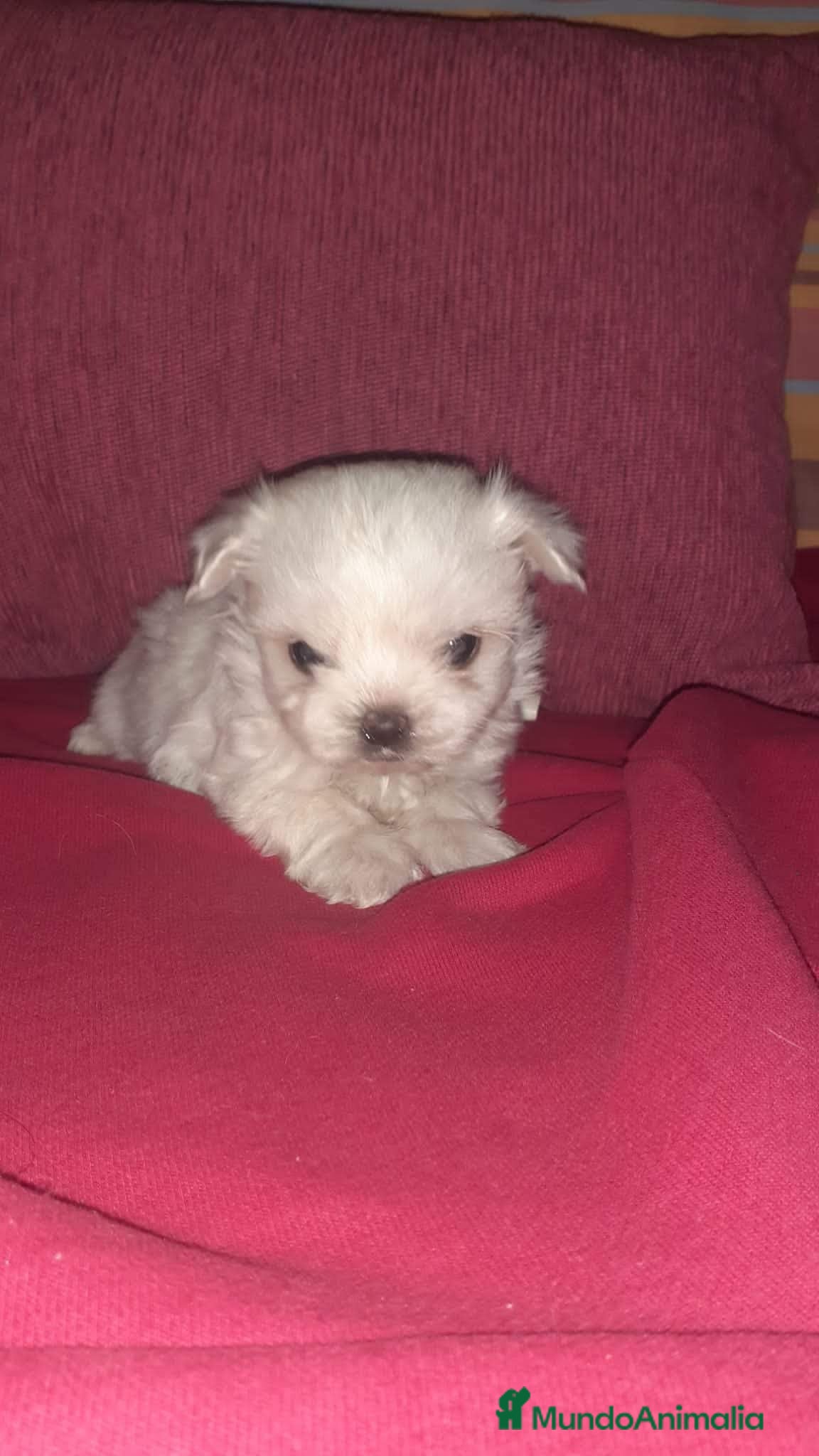 Bichón Maltés perros Bichón maltés americano - Anuncio 4