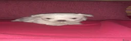 Bichón Maltés perros en venta: Bichón maltés americano - Anuncio 1