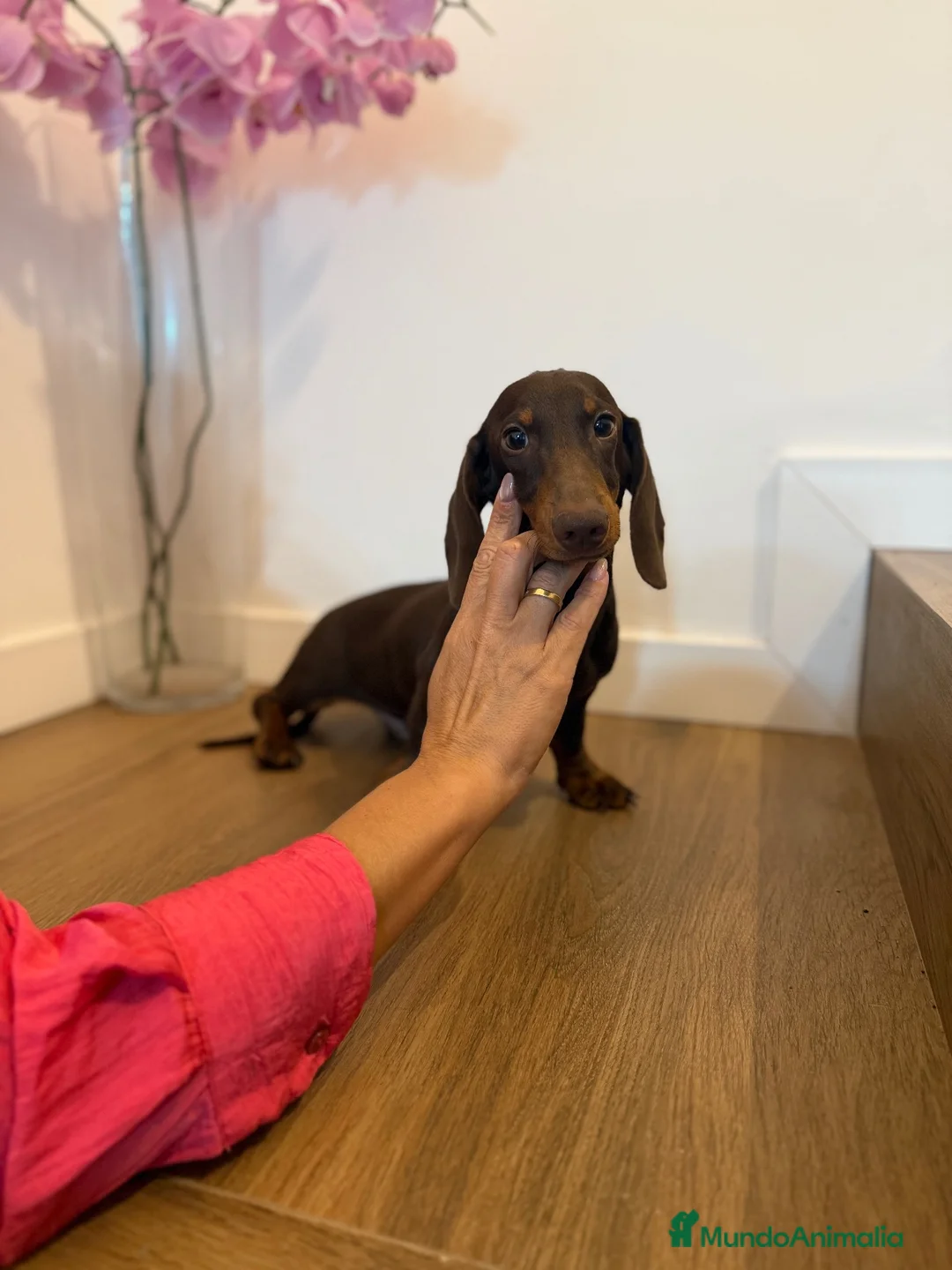 Teckel Miniatura perros en venta: Teckel mini  - Anuncio 5