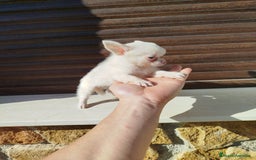 Chihuahua perros en venta: Chihuahua  - Imagen 5