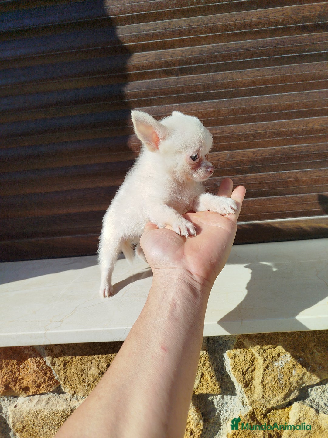 Chihuahua perros en venta: Chihuahua  - Imagen 5