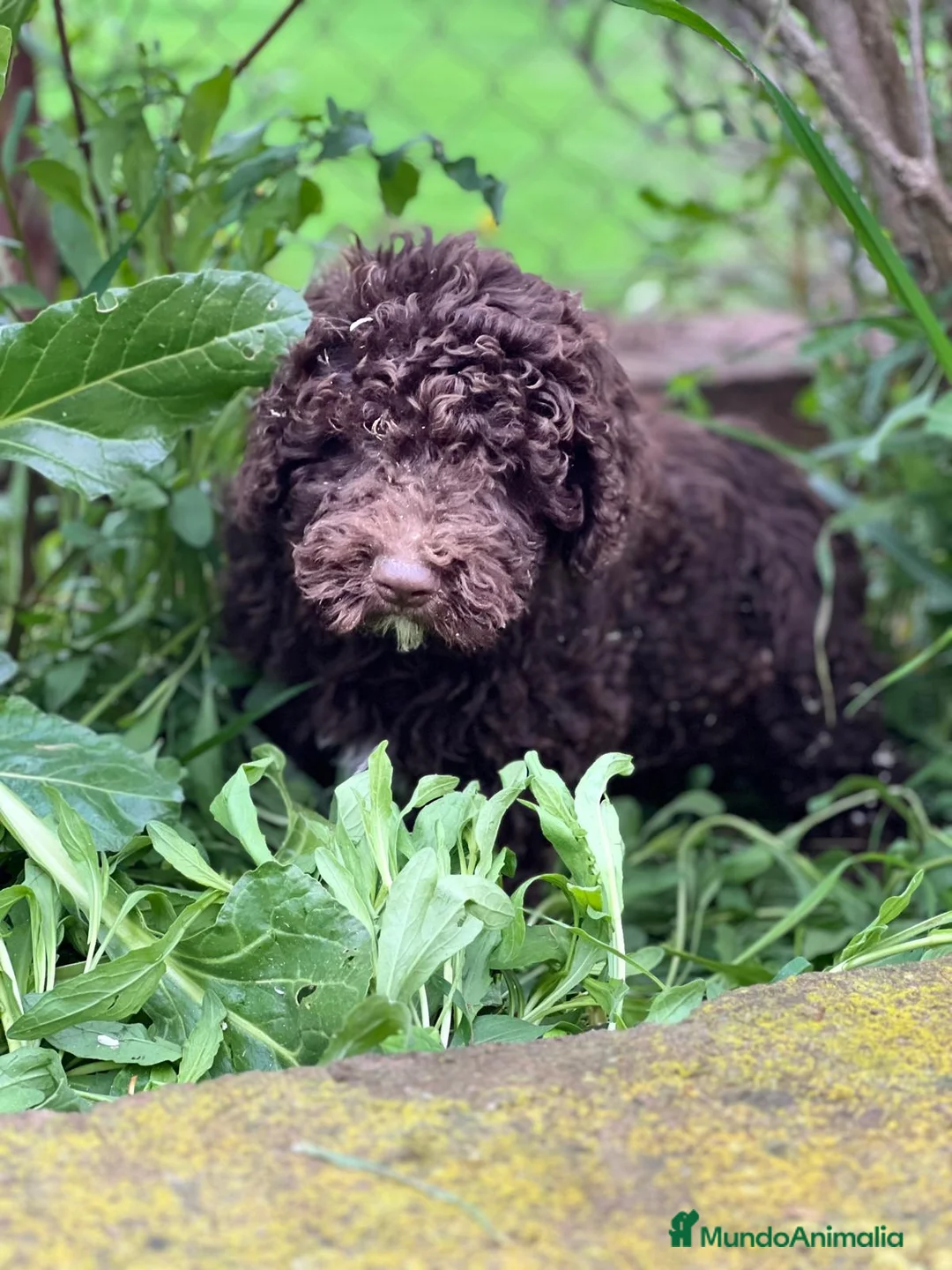 Perro de Agua Español perros en venta: Perro de agua - Anuncio 2